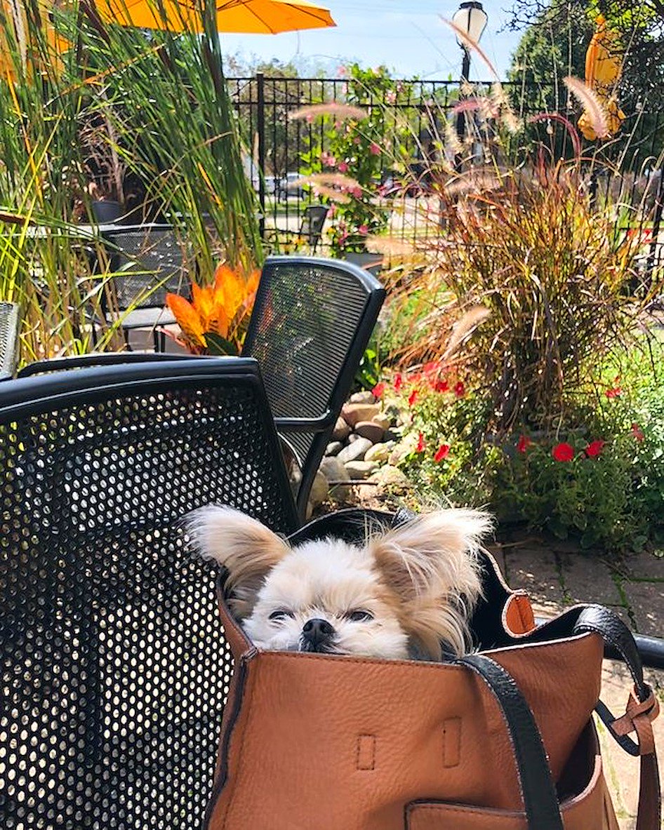 Dog friendly patio